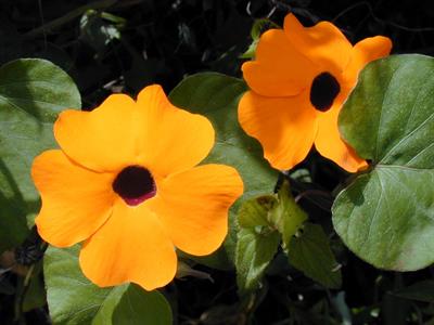 Thunbergia alata